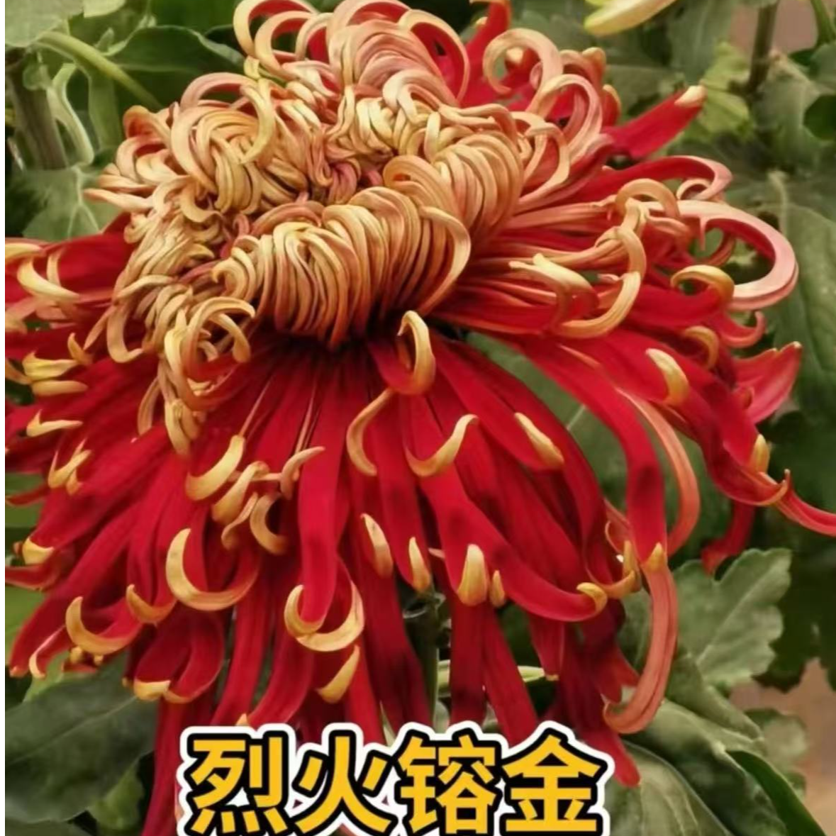 【烈火融金】菊花盆栽带花苞发货大花特色花卉绿植