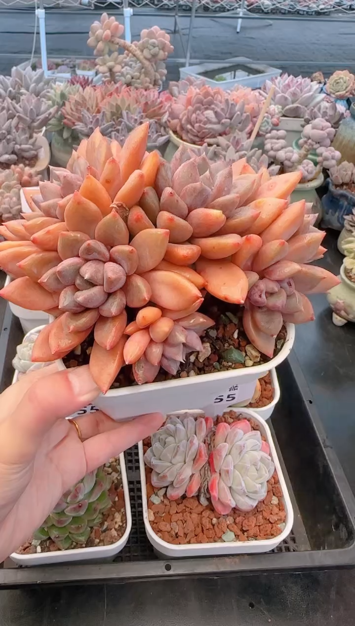 【闪购商品】7559红象牙