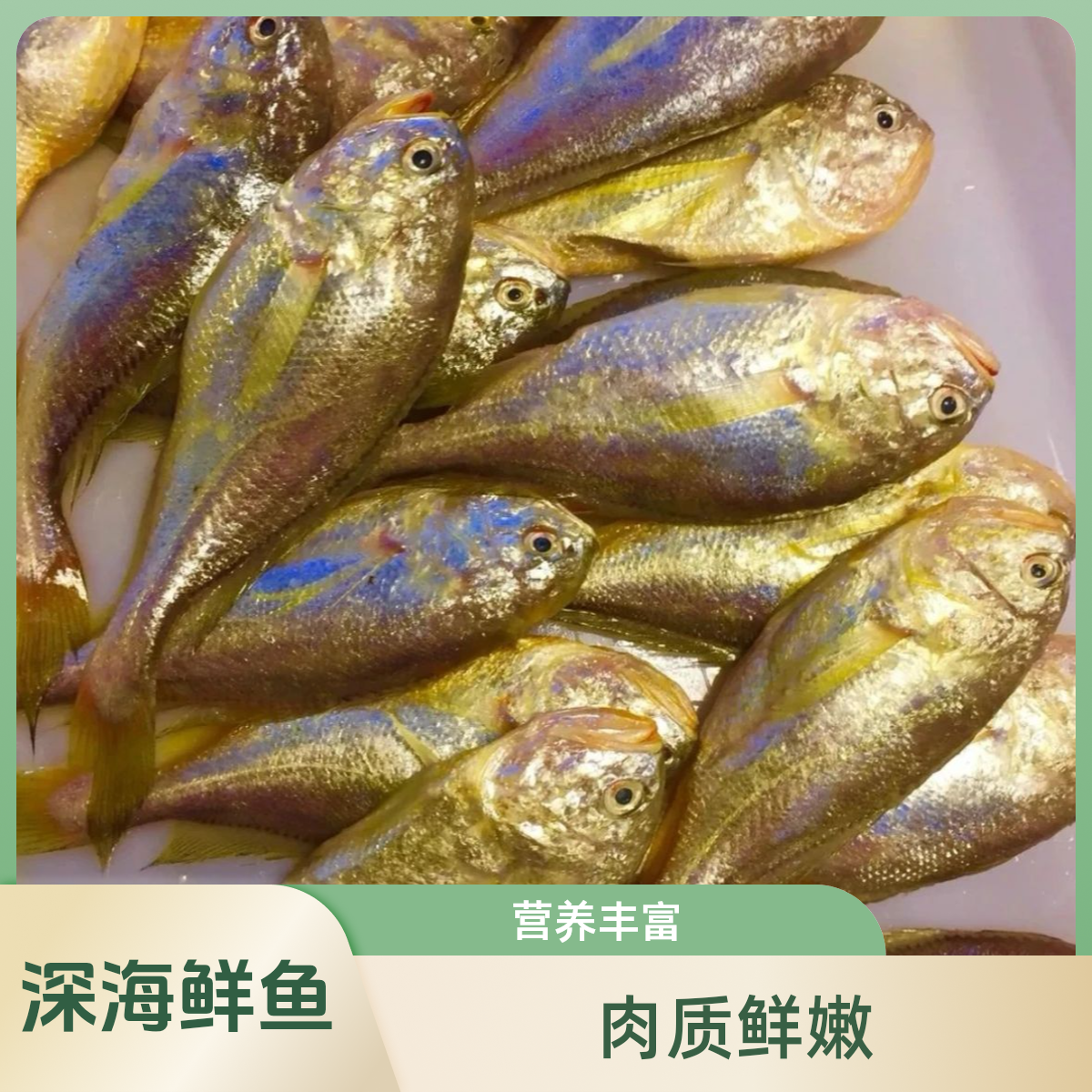  东海野生梅童鱼 到手3斤 冰鲜发货 顺丰包邮