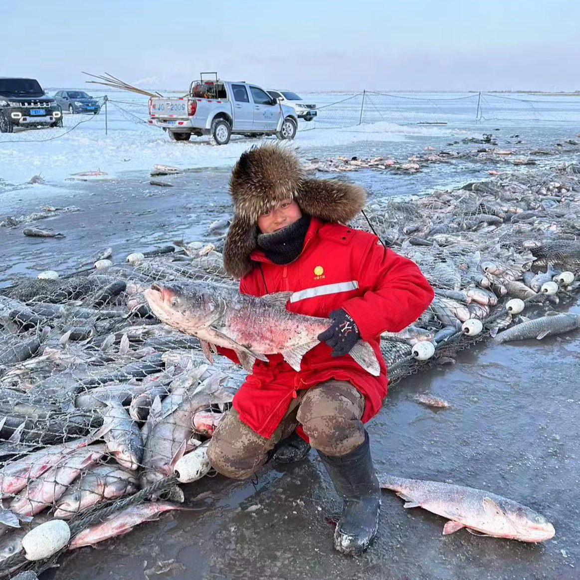 包邮冬捕胖头鱼特价6-7斤