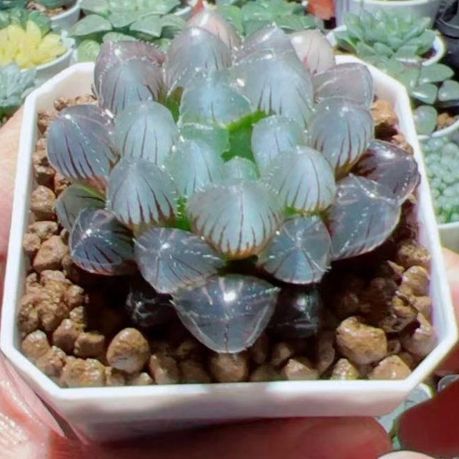 紫镜玉露【满18包邮】基地种植盆发货