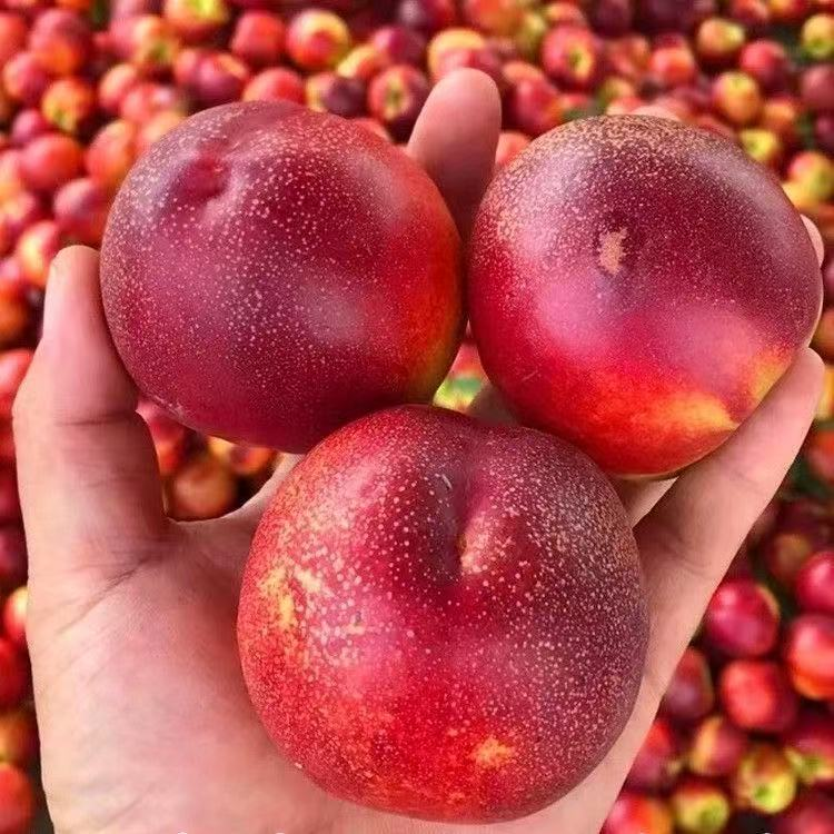 油桃 脆甜可口 应季水果 农家自种 现摘 现发 顺丰直达