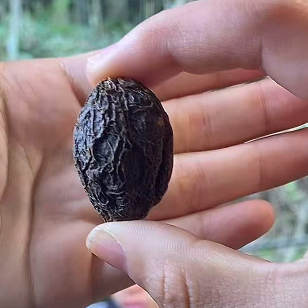 云南优选山货--九稥普题干