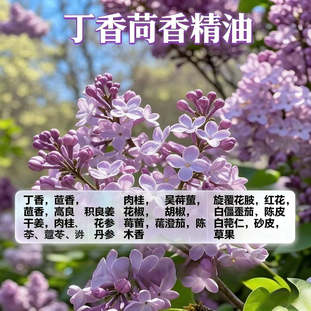 丁香茴香合方精油   