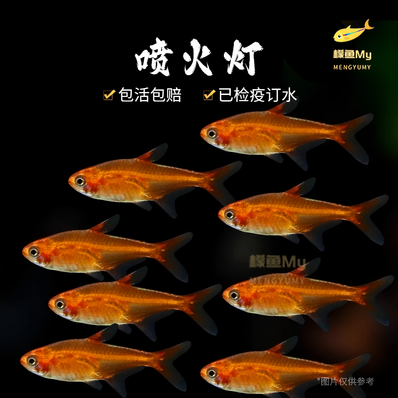 直播间喷火灯鱼群游