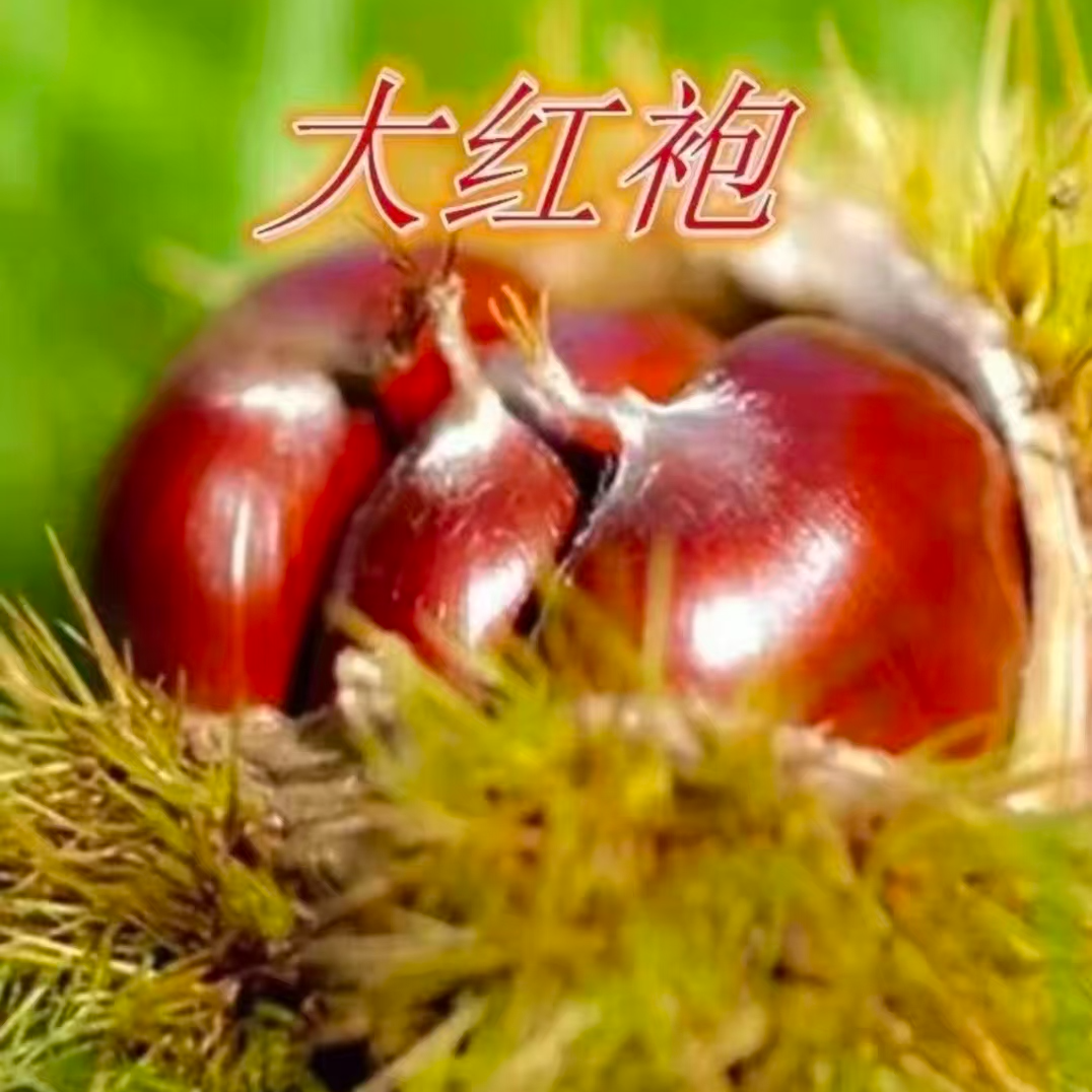板栗树苗正宗嫁接大红袍特甜特大果板栗树苗基地西瓜直销现挖现卖