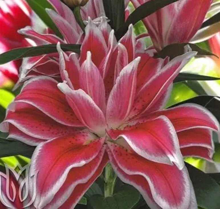 乔乔花屋1球热吻18/20cm重瓣香水百合球不带盆土现货包邮