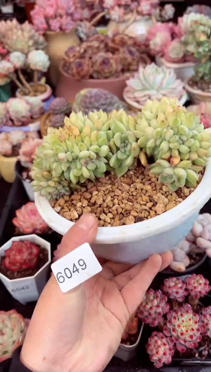 【闪购商品】6049璀璨缀化多肉