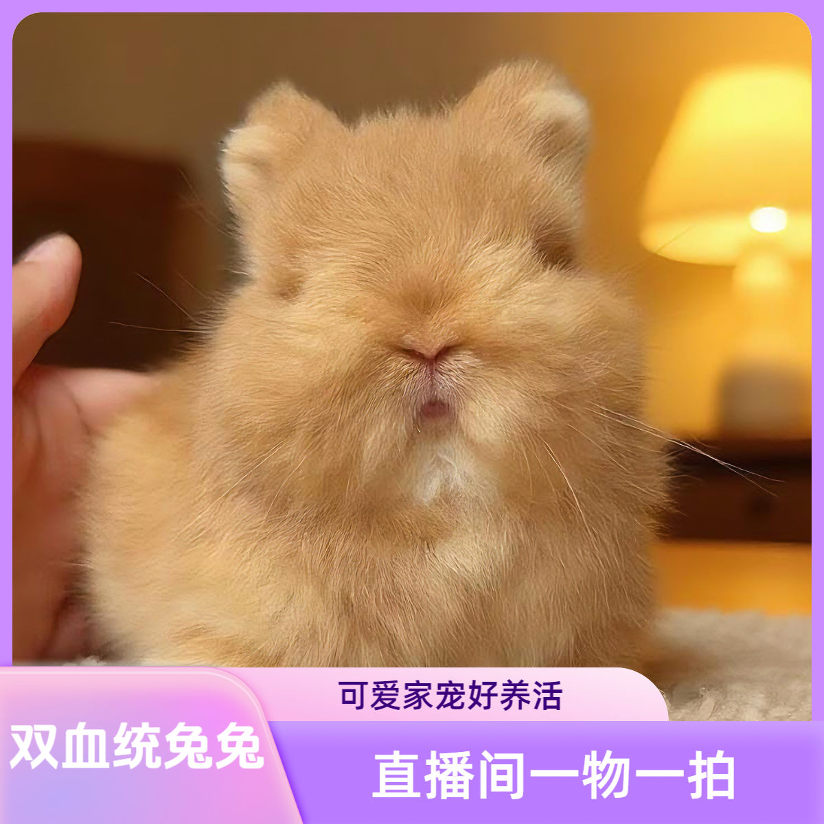 美系双血统侏儒兔垂耳兔活体家养长不大小型兔子好养活直播间挑选