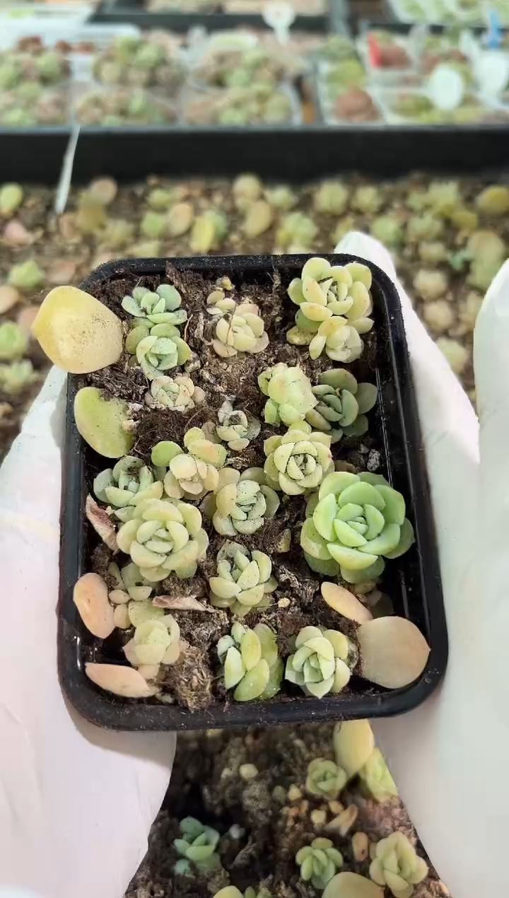 谪仙切糕1盒 量拍多肉植物