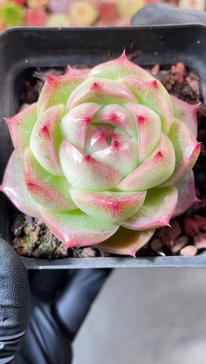 2-10 超级草莓晶4-5厘米 量拍发一颗