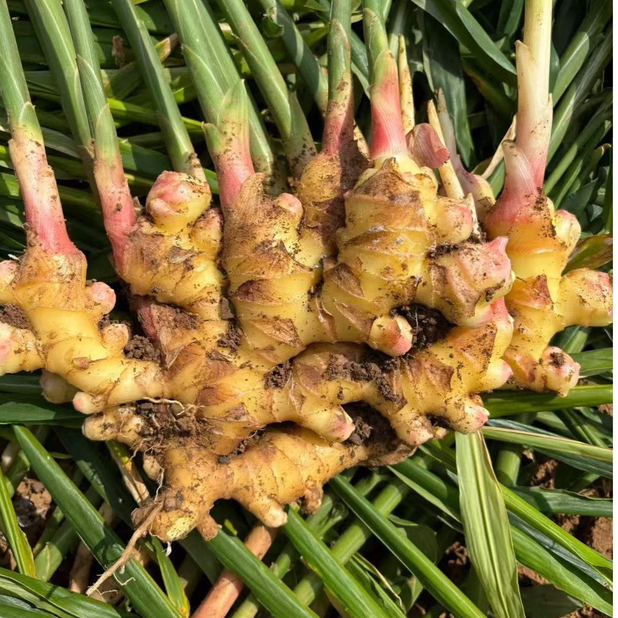 正宗云南小黄姜新鲜现挖老姜嫩姜月子姜产地直发