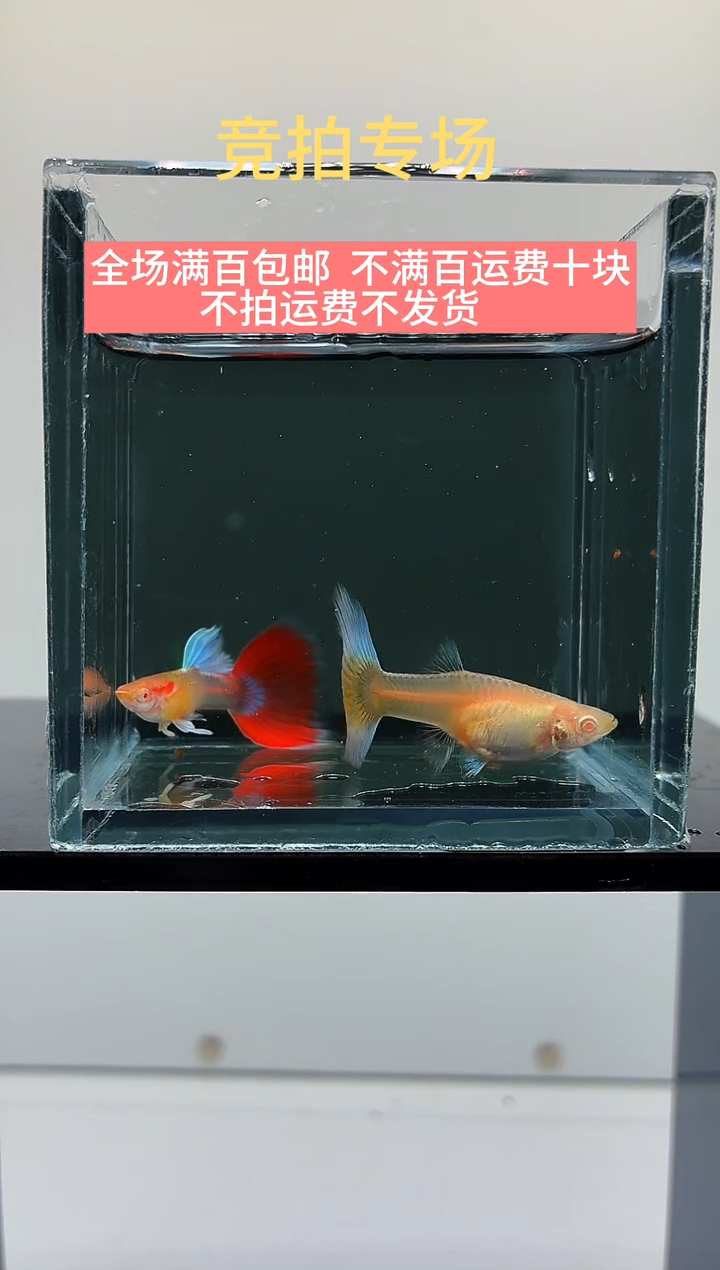 孔雀鱼火烧云一对-37