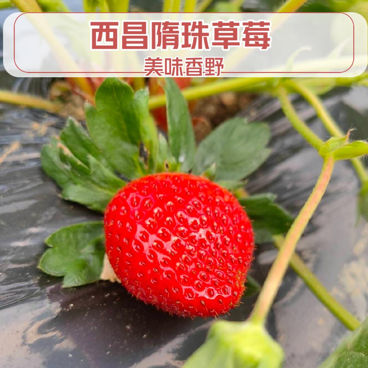 西昌香野草莓随珠草莓西昌冬草莓