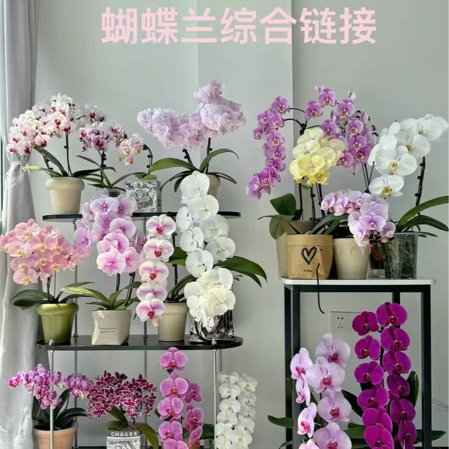 蝴蝶兰单颗 不带盆！！！链接