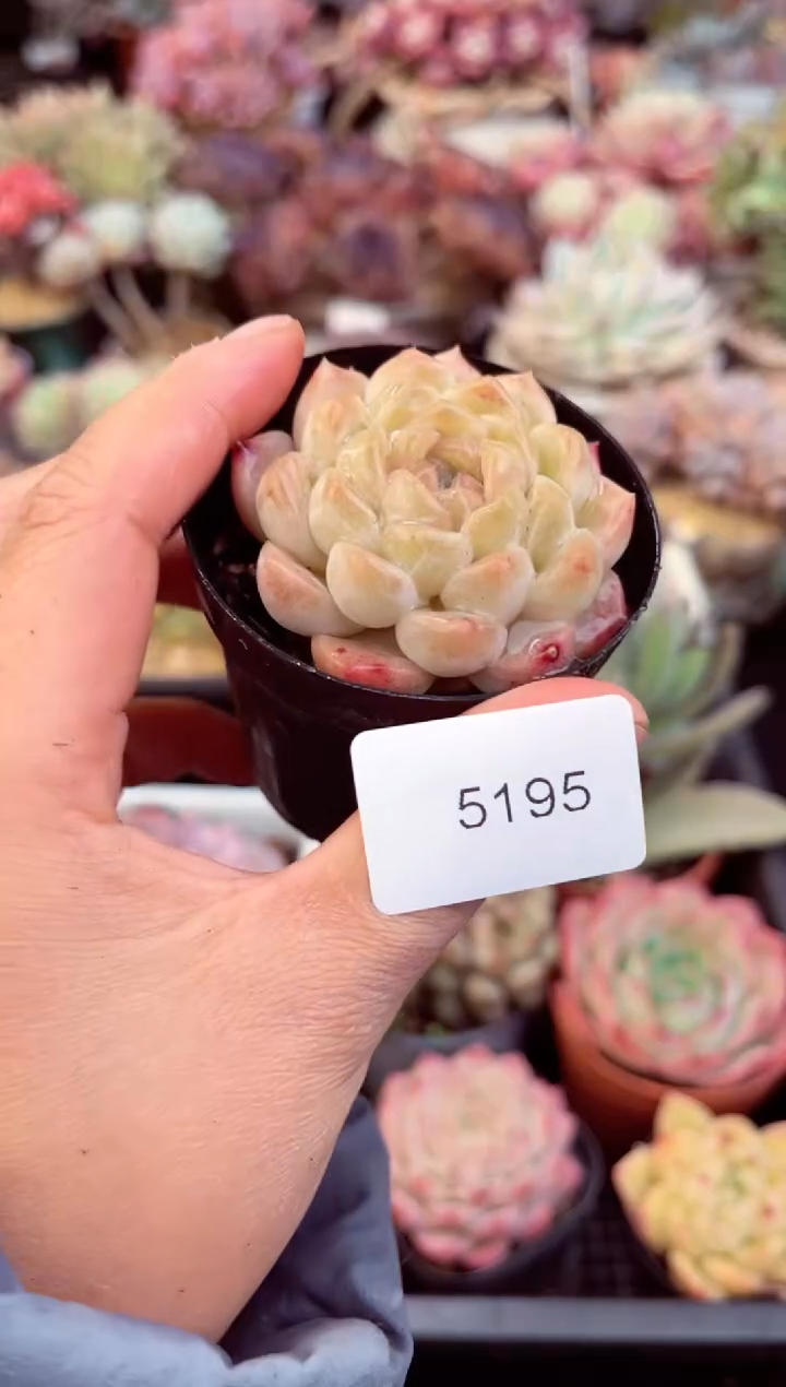 【闪购商品】5195单头多肉