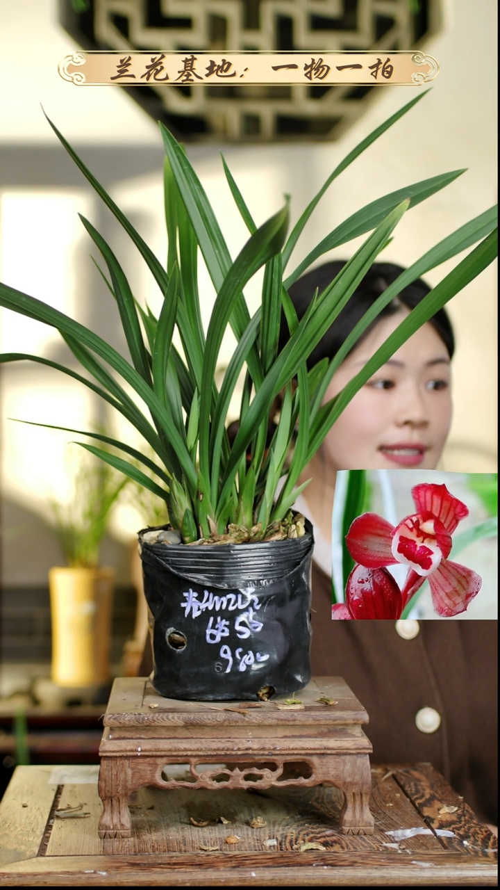 完全开放春剑红荷6苗5花苞 