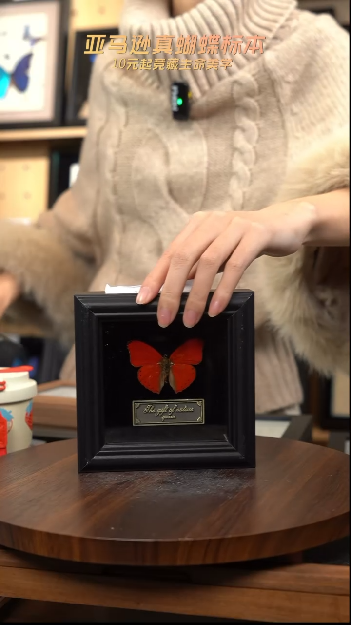 血漪蛱蝶4寸黑色方框