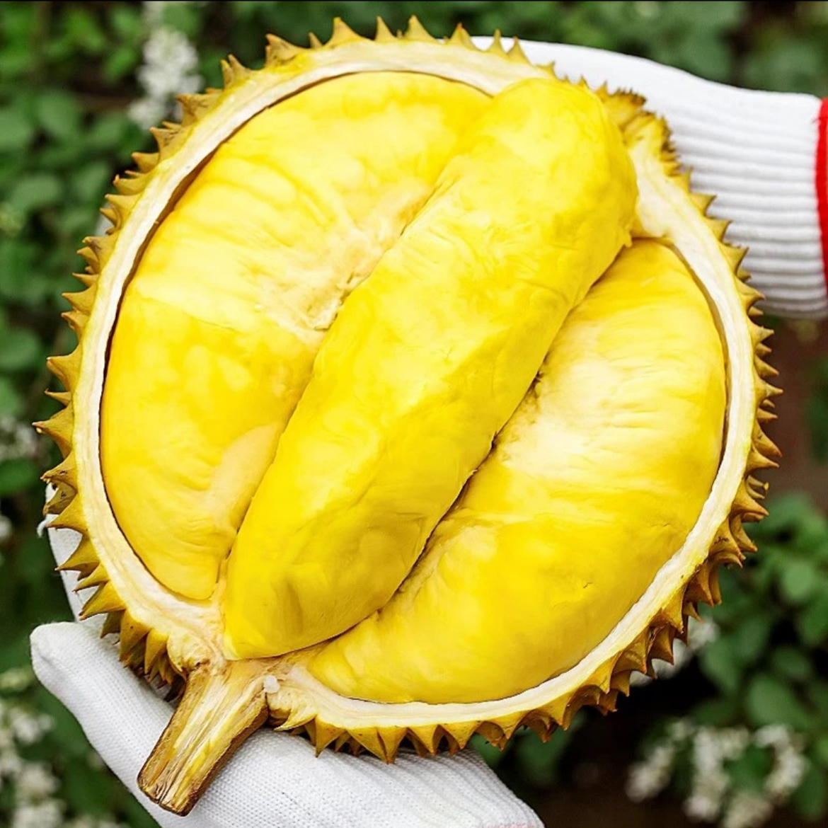 【陆运/金枕】新鲜进口金枕榴莲现开AA级纯肉（斤）规格可选-核小金枕泰国越南