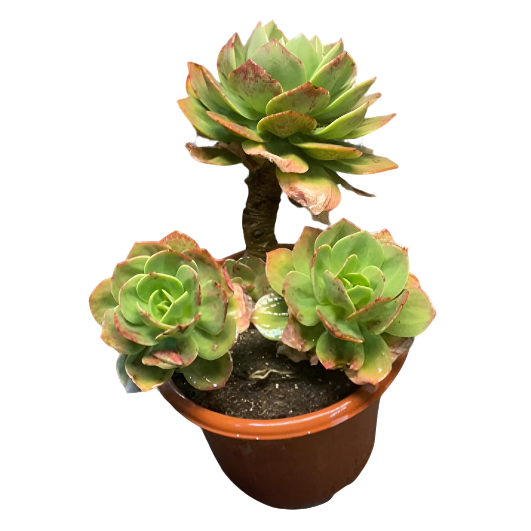 白凤 高桩 造型多肉 室外好养