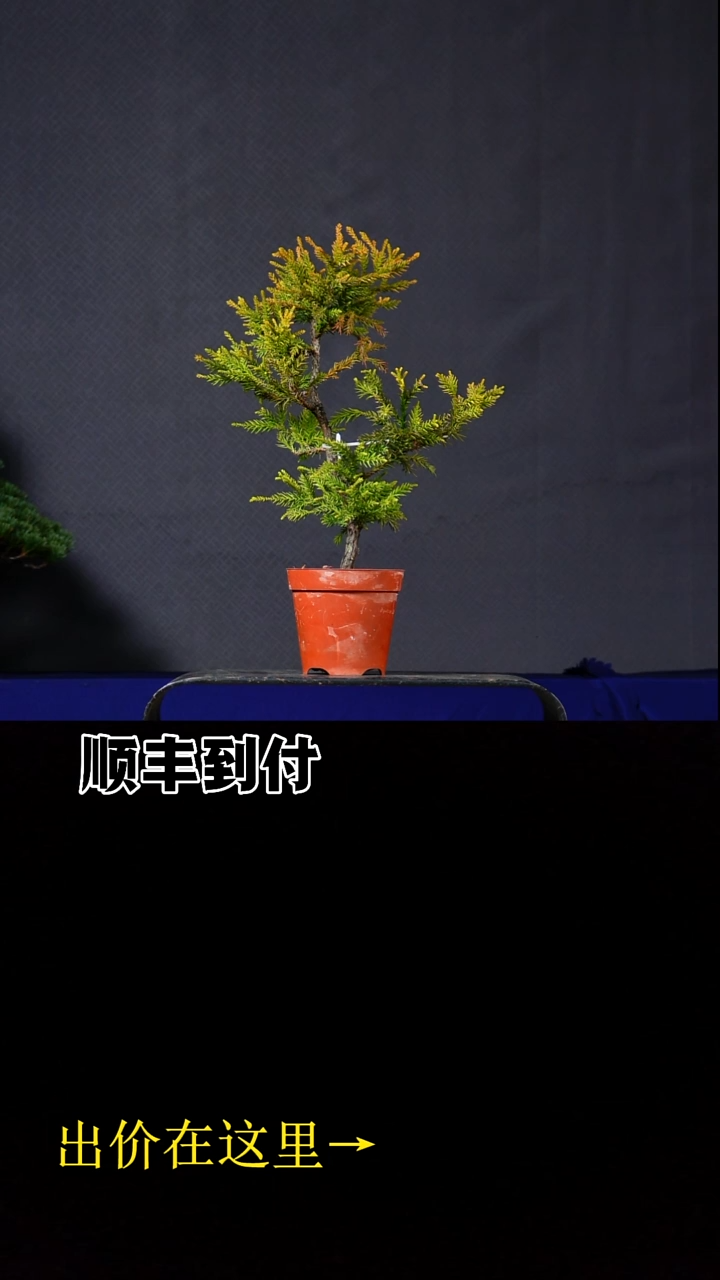 无花朵杂木buaboyou