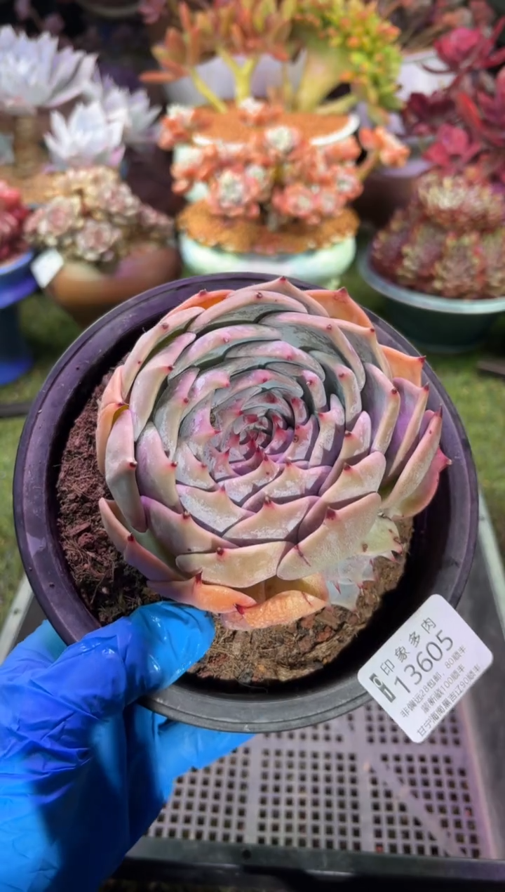 【闪购商品】13605