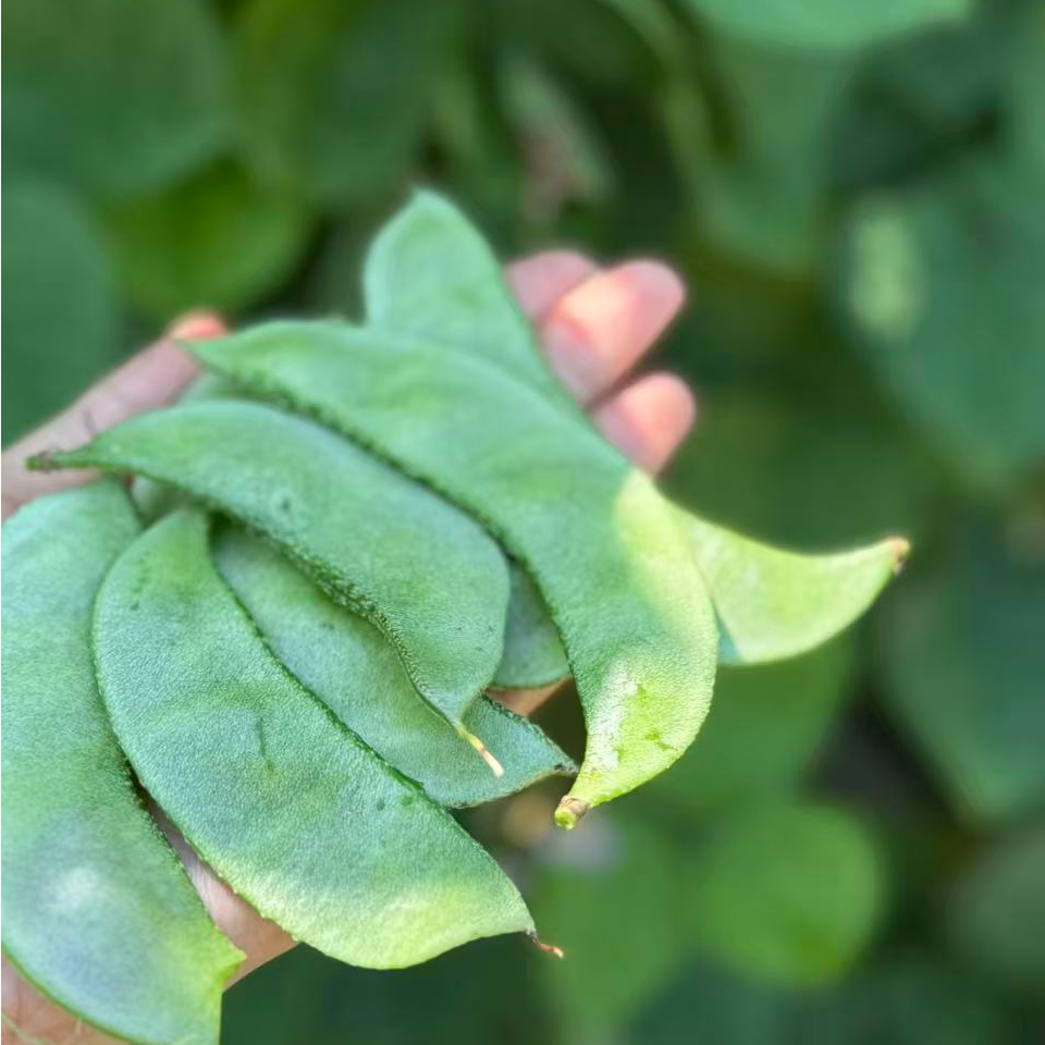 [普禾农场]生态自然放心蔬菜扁豆