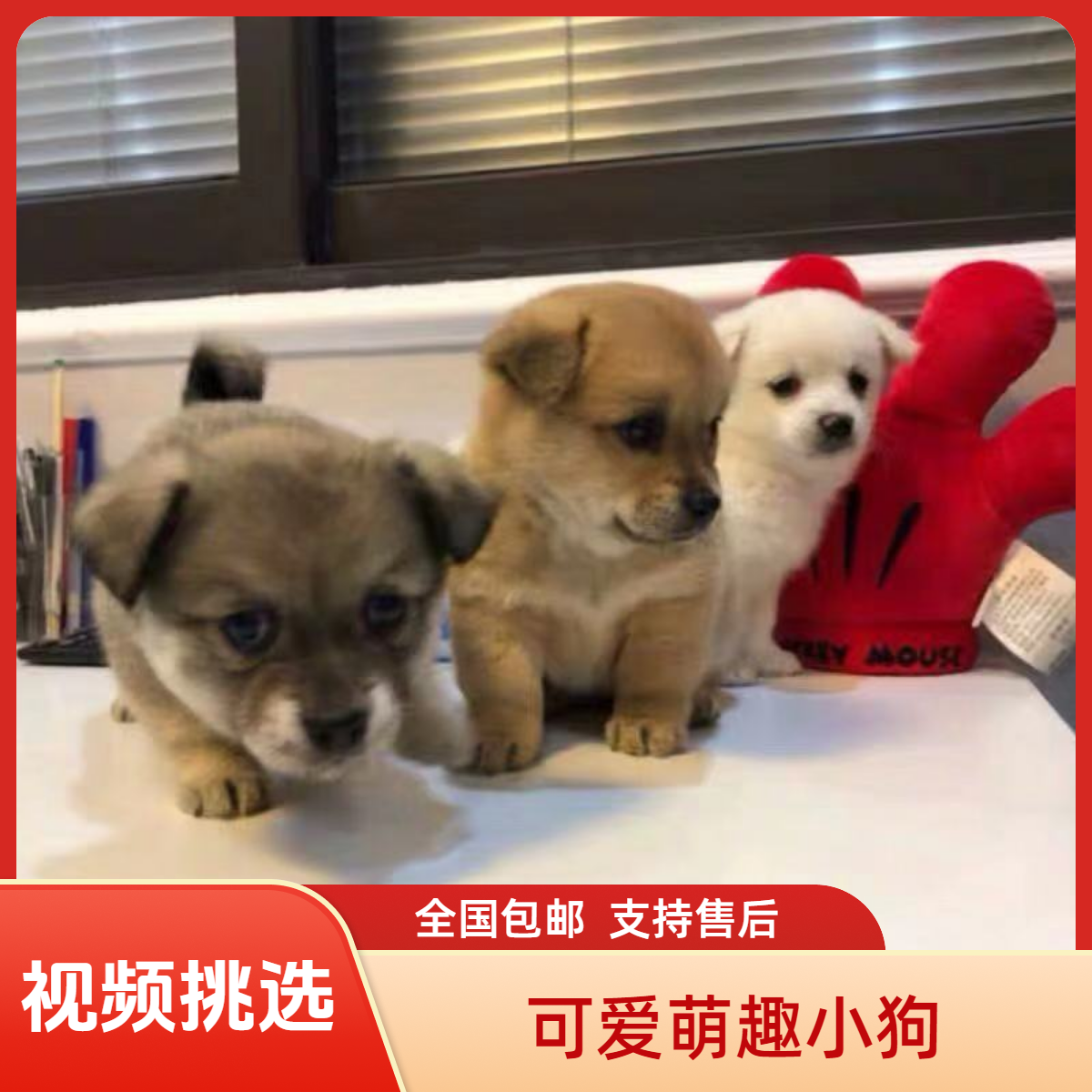 田园犬宠物狗混血小狗小白狗小黑狗小四眼活体小狗长不大活体狗狗