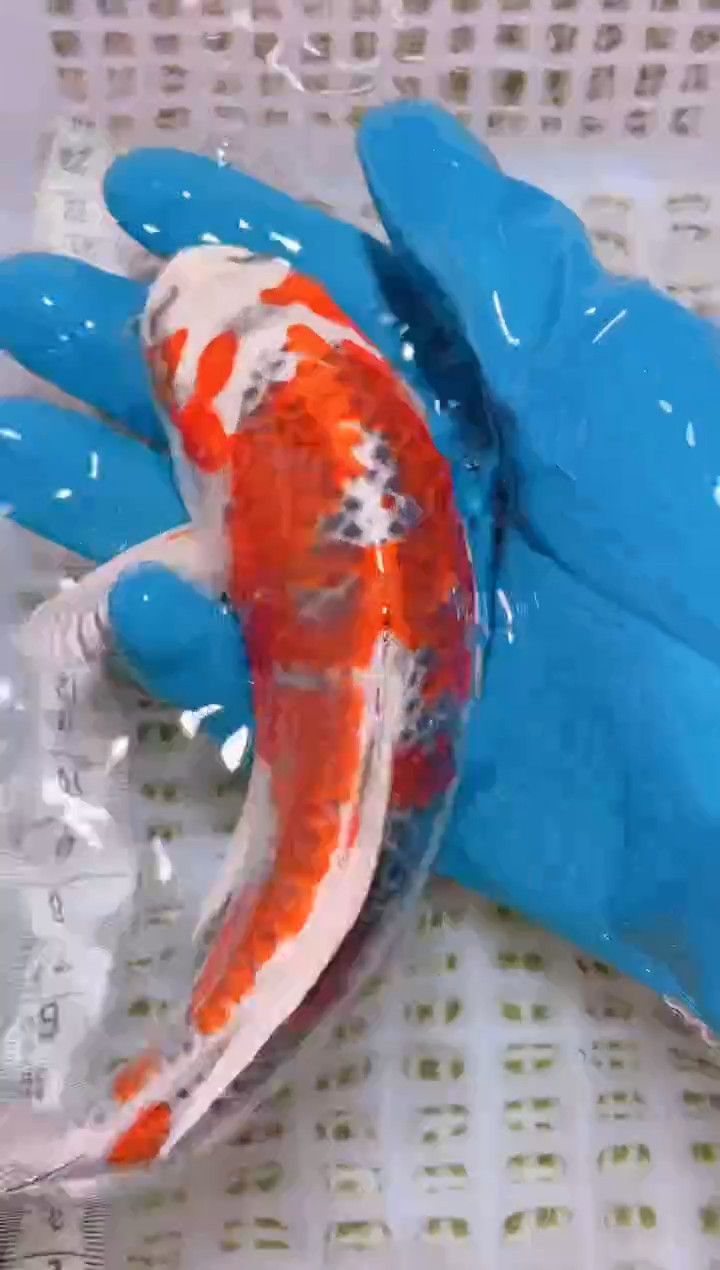 锦鲤冷水观赏鱼全场包邮57