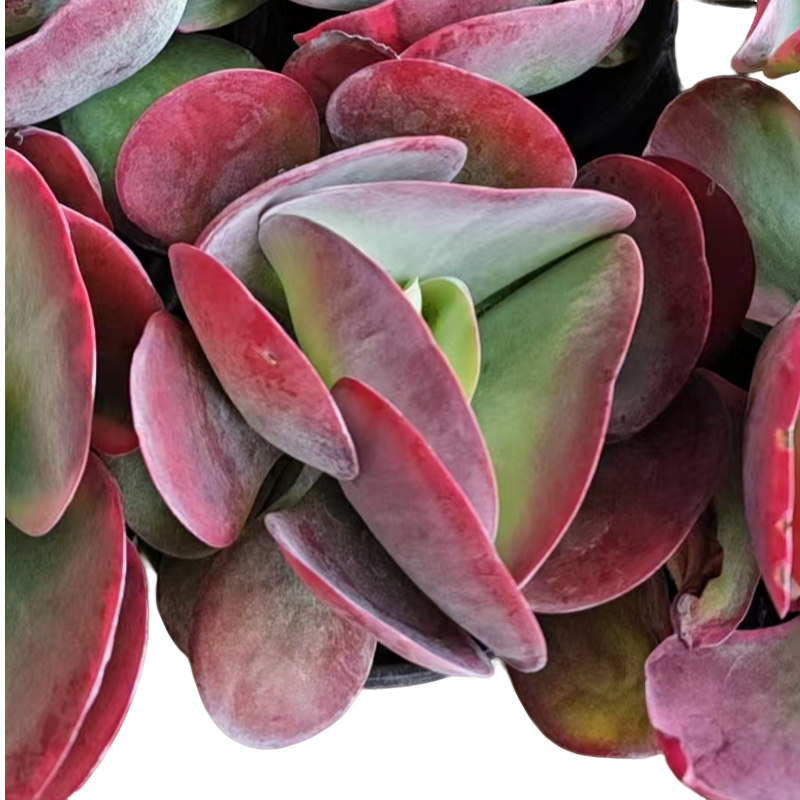 唐印锦精品多肉裸根上盆