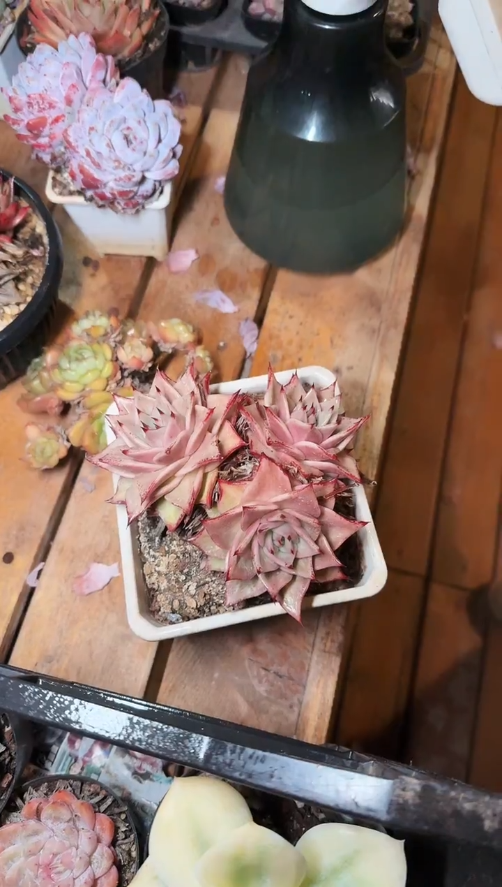 140#3头星星锦（8-11cm）脱土