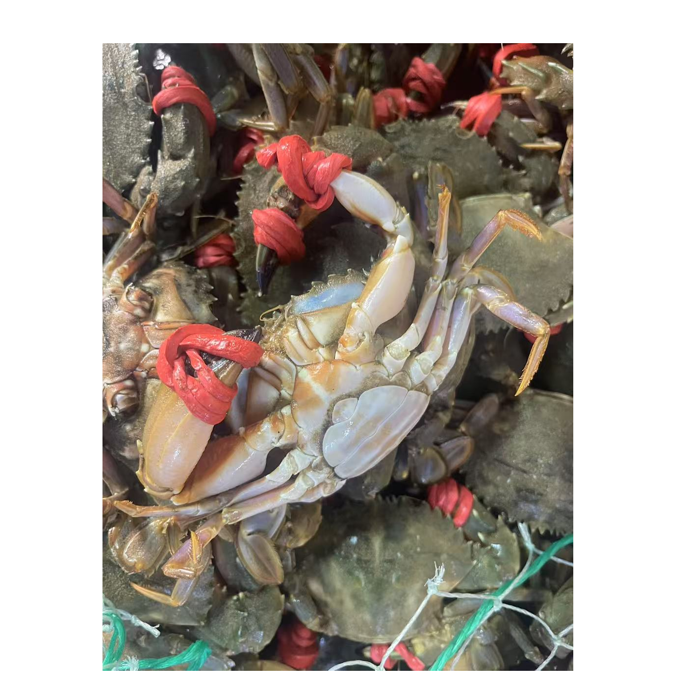 公母混花盖蟹3斤【保鲜不保活】不保全腿全夹子（介意嫌小勿拍）
