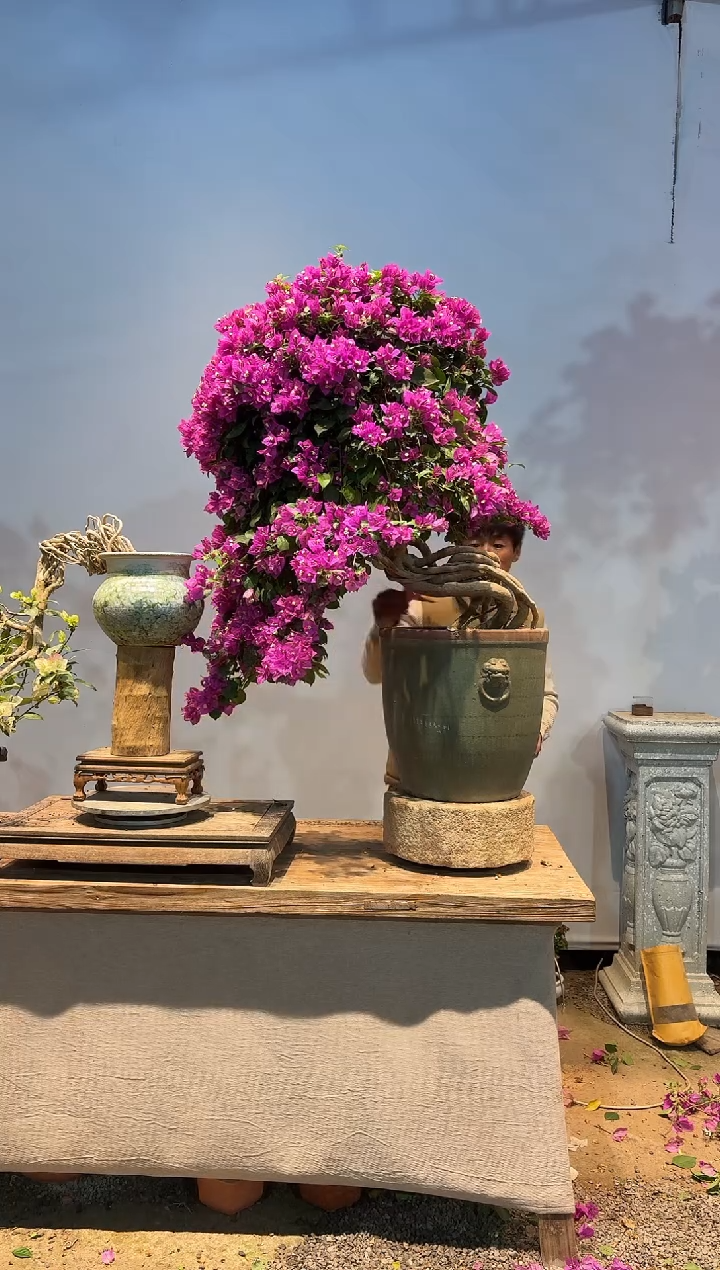 全部花朵世****）三角梅41