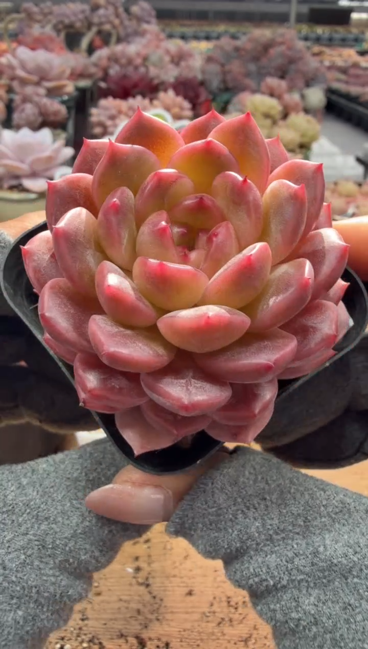 东云多肉园二店-120