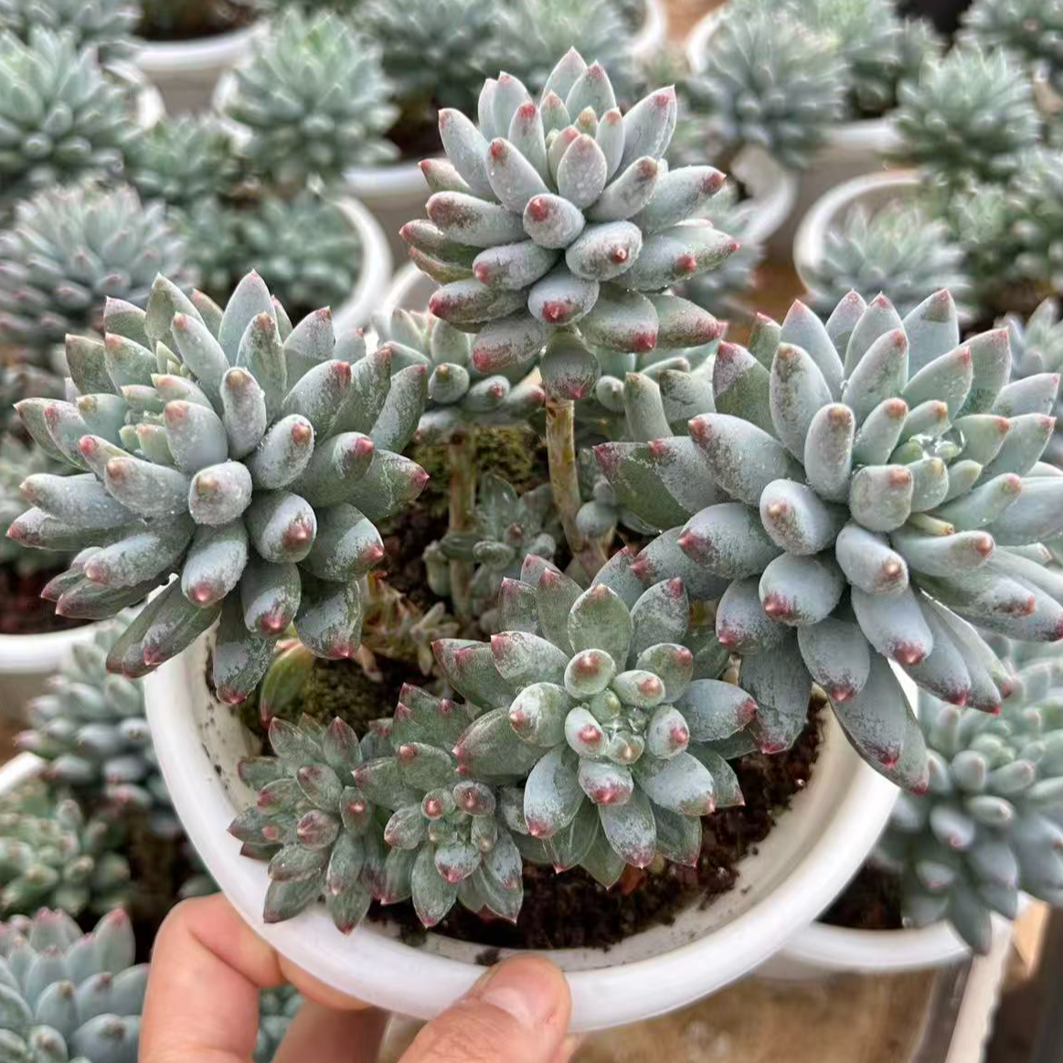 星月菩提    精控整桩无砍群生15-18cm左右   多肉植物