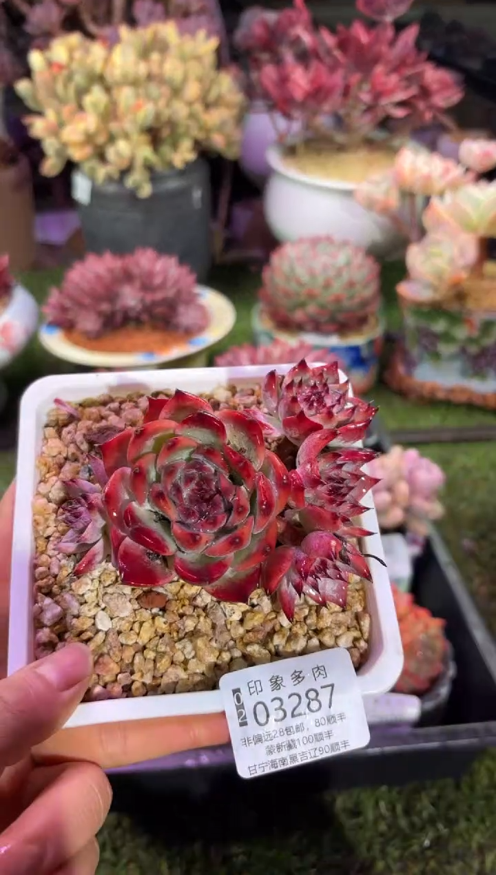 【闪购商品】03287