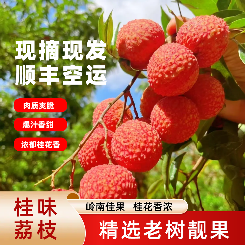 省内专属【顺丰空运】现摘现发广东镇隆老树桂味荔枝皮薄肉厚香