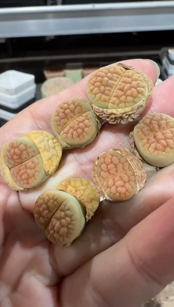 【闪购商品】4-319