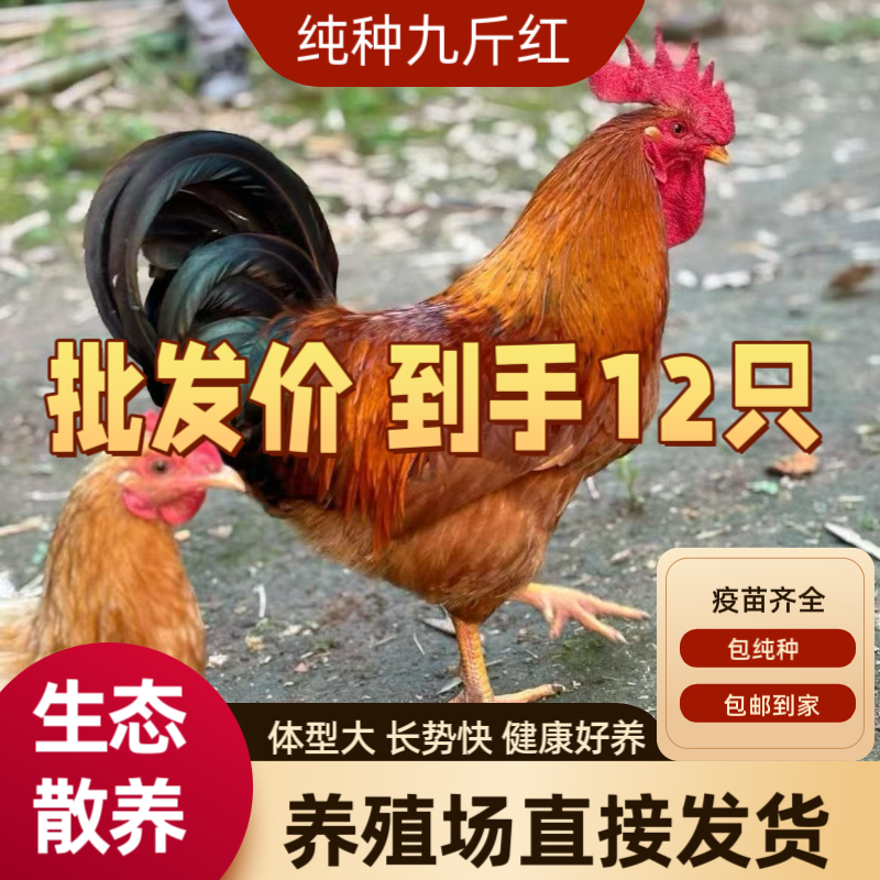 九斤红 红玉380大红公鸡【到手12只】宠物鸡 活体发货（发货8两-1斤）
