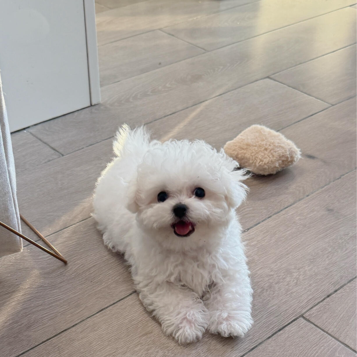 （领养狗狗）泰迪熊比熊雪纳瑞马尔泰马尔济斯小型犬玩具犬宠物狗