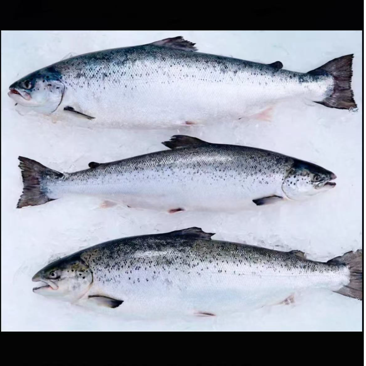 【老友鱼铺】整条冰岛冰鲜三文鱼，新鲜大西洋鲑鱼，刺身生鱼片。