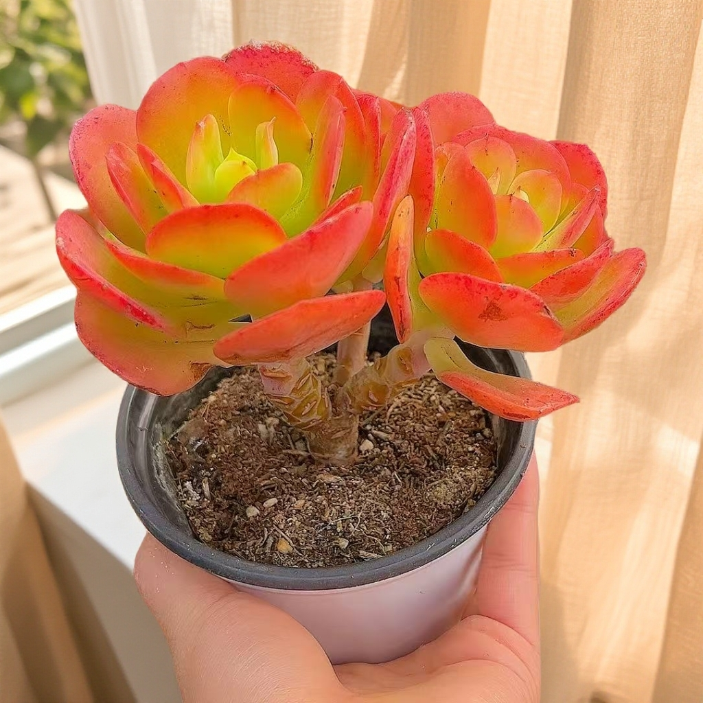 红梅 双头起 耐寒多肉（脱土发） 多肉【满15包邮】 以直播间为准  