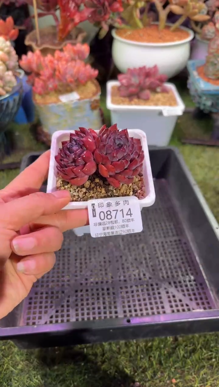 【闪购商品】08714