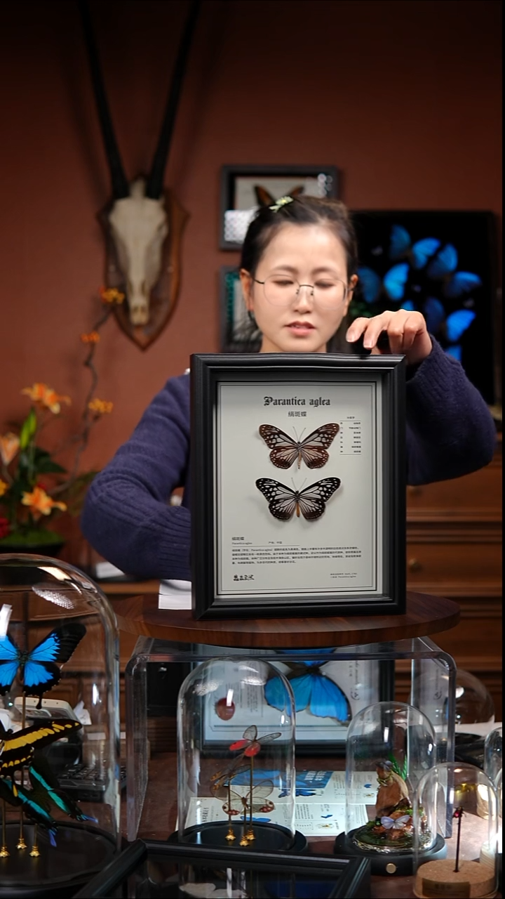 ?****子N077    绢斑蝶一对