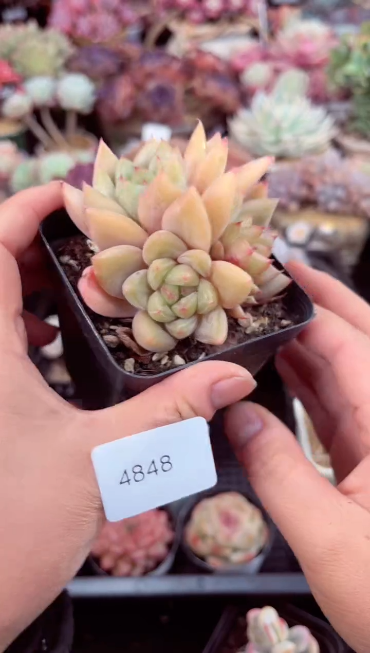 【闪购商品】4848三头杜里万杂梦露多肉