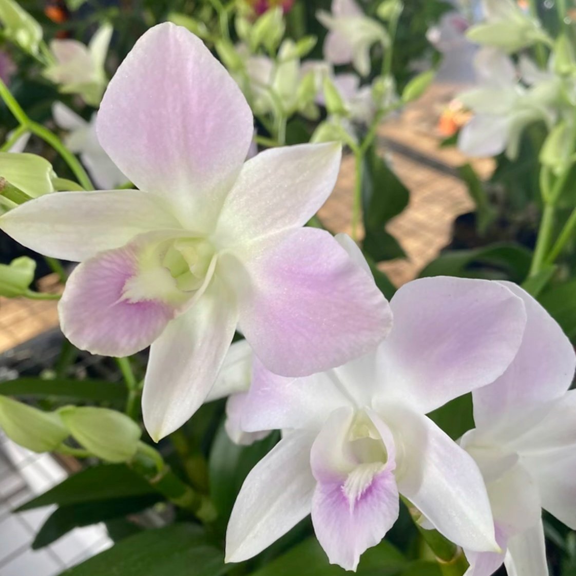 【玉妃】秋石斛石斛兰盆栽四季开花好养好看家庭园艺植物盆栽