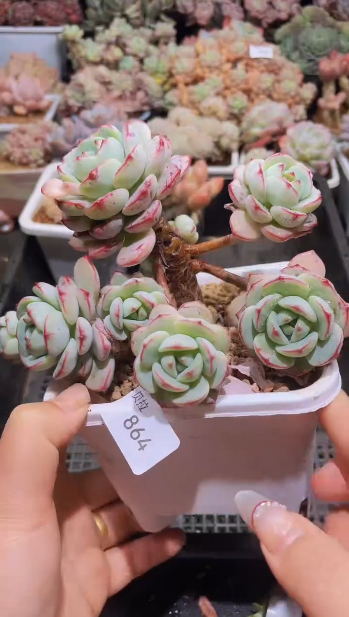 【闪购商品】864香草