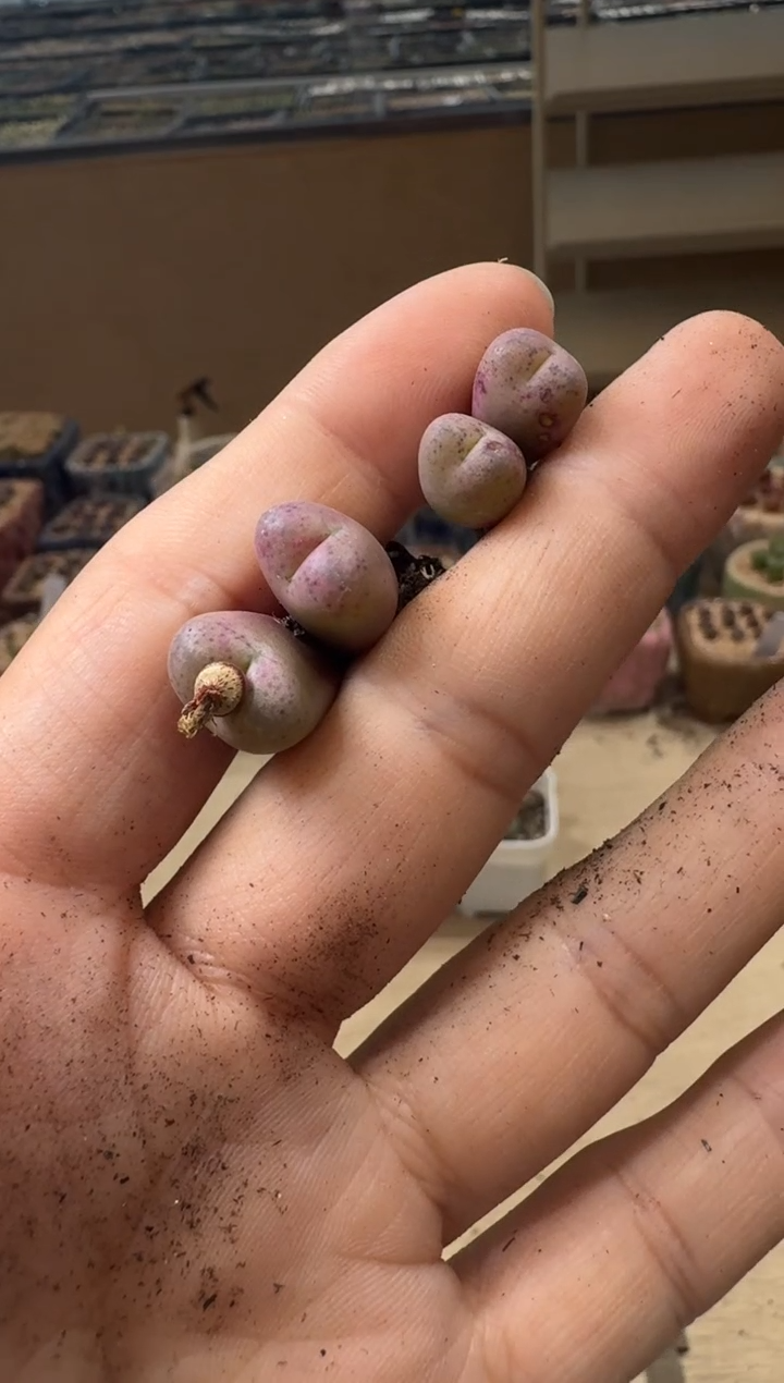 傻**蕊8-66多肉植物肉锥