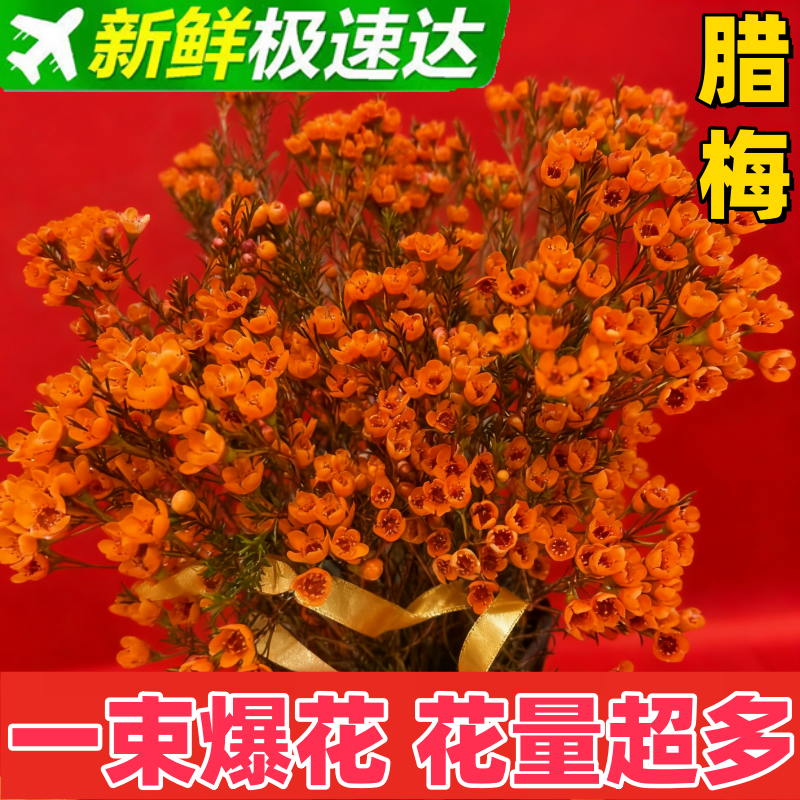 澳洲腊梅云南鲜花鲜切花家庭水培年宵花室内摆放花卉
