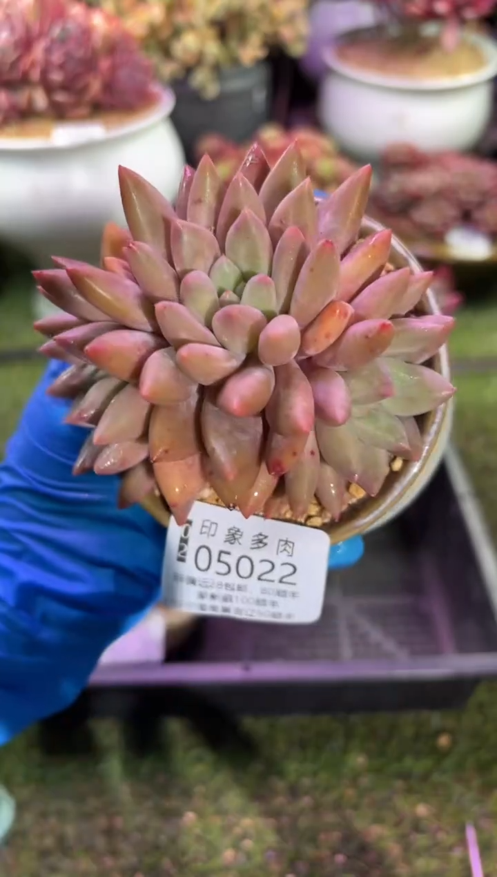 【闪购商品】05022脱土带盆